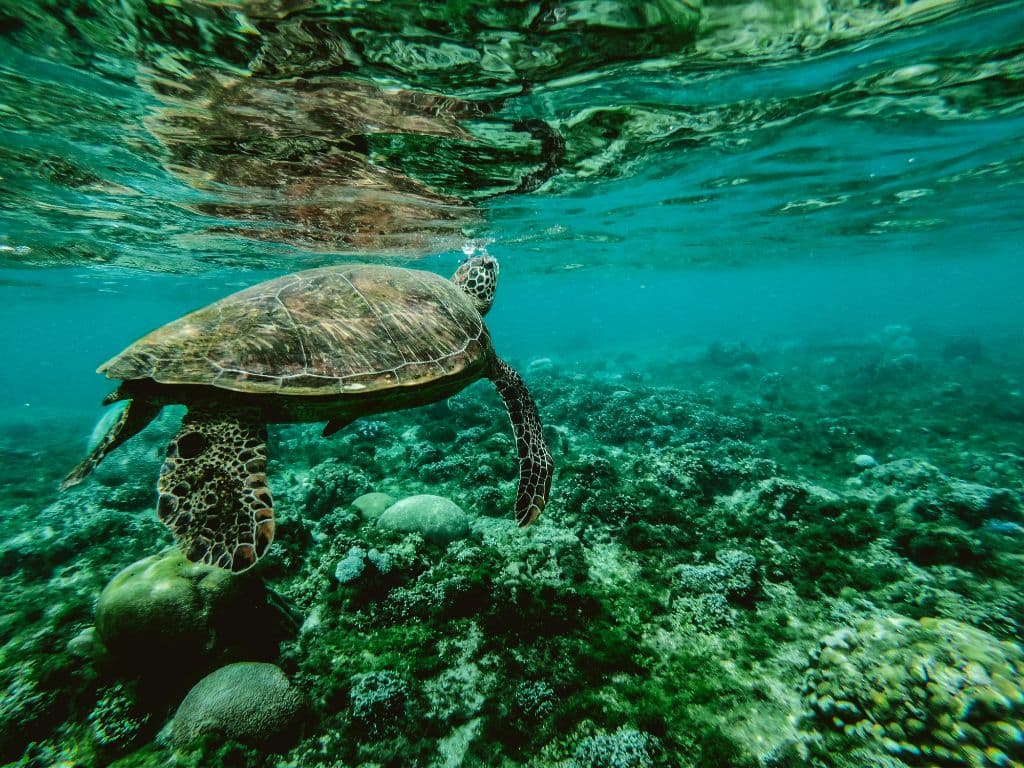 Marine Life