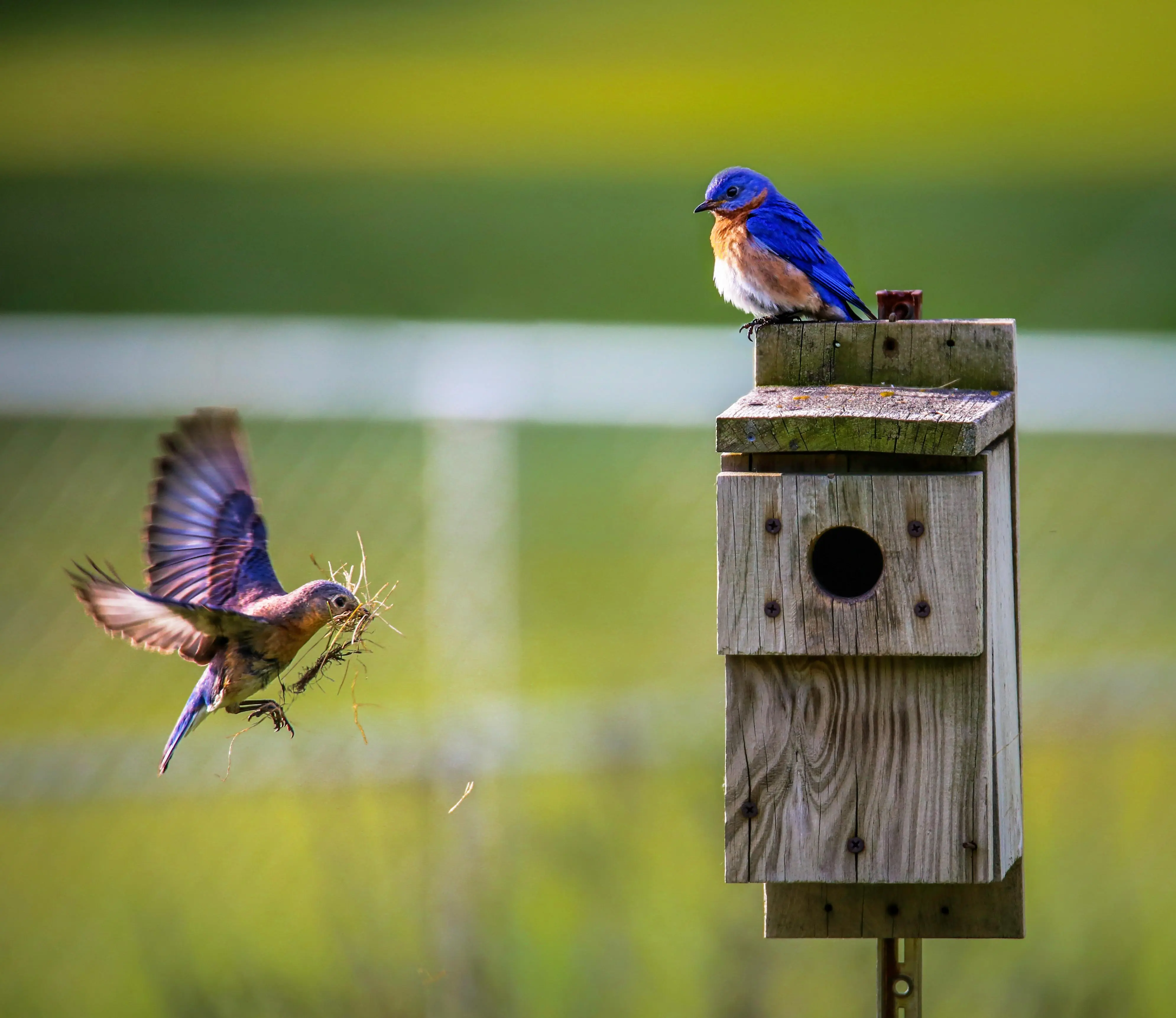 Bird Watching